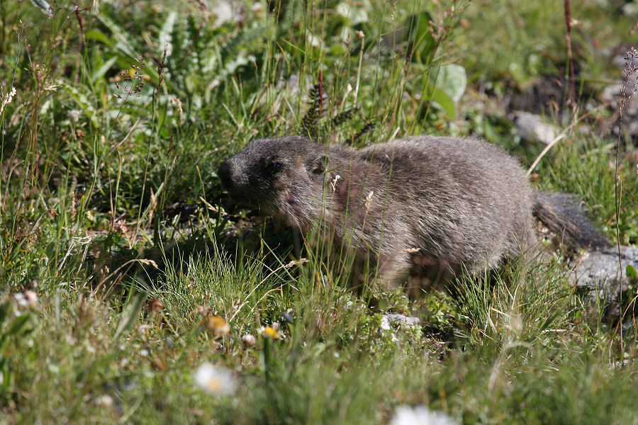 Marmotta - Passo della Furka (Svizzera)